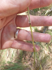 Sorghum leiocladum