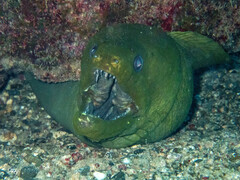 Gymnothorax funebris