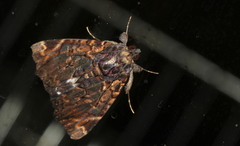 Catephia linteola