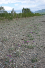 Oxytropis strobilacea