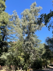 Eucalyptus camaldulensis