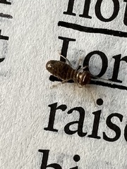 Tenuirostritermes
