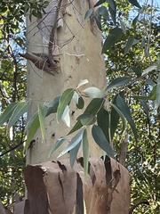 Eucalyptus camaldulensis