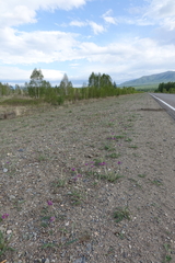 Oxytropis strobilacea