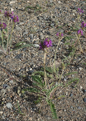 Oxytropis strobilacea