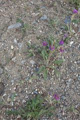Oxytropis strobilacea