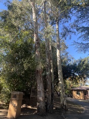 Eucalyptus camaldulensis