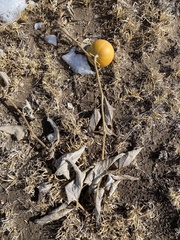 Cucurbita foetidissima