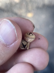 Eucalyptus camaldulensis