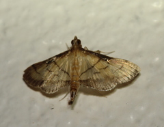 Cnaphalocrocis