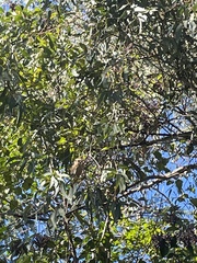 Eucalyptus camaldulensis