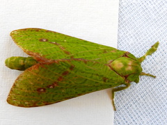 Aenetus eximia