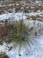 Yucca glauca