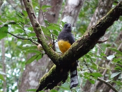 Trogon melanocephalus