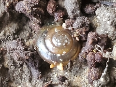 Oxychilus draparnaudi