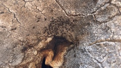 Drosophila nigrospiracula