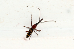 Ectocemus decemmaculatus