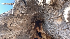 Drosophila nigrospiracula