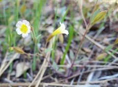 Erythranthe trinitiensis