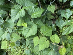 Cissus
