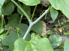 Cissus