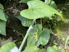 Cissus
