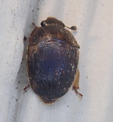 Amphicrossus ciliatus