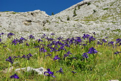 Iris latifolia