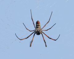 Trichonephila inaurata madagascariensis