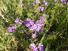 Glandularia tenera