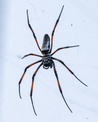 Trichonephila inaurata madagascariensis