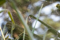 Trichonephila inaurata madagascariensis