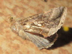 Chrysodeixis