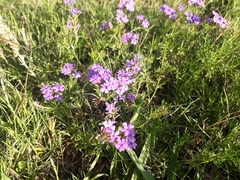 Glandularia tenera