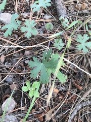 Geranium caespitosum