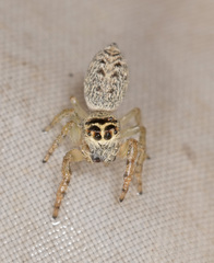 Opisthoncus nigrofemoratus