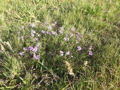 Glandularia tenera