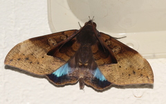Ischyja manlia