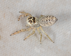 Opisthoncus nigrofemoratus