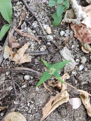 Dicliptera resupinata