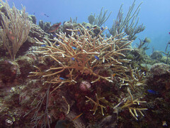 Acropora cervicornis
