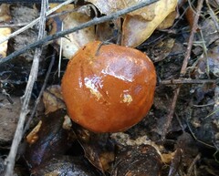 Chalciporus