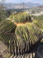 Echinocactus platyacanthus