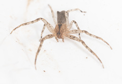 Sidymella rubrosignata