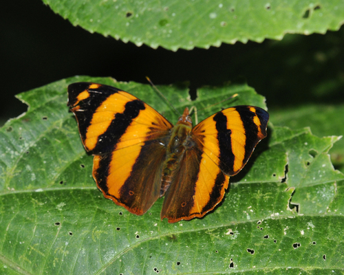 Epiphile dilecta