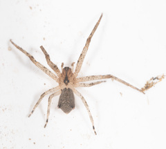 Sidymella rubrosignata