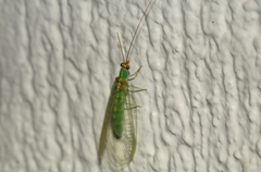 Plesiochrysa atalotis