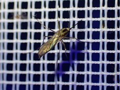 Aedes trivittatus