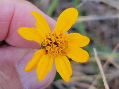 Wedelia acapulcensis