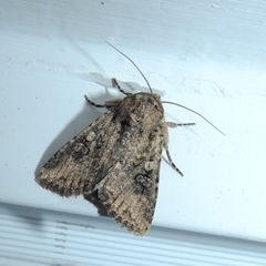 Mythimna languida